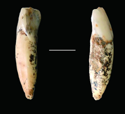 河南栾川孙家洞旧石器遗址发掘出的门齿