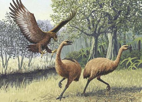 不会飞行的恐鸟身高达到4米，由于毛利人过度捕杀导致灭绝