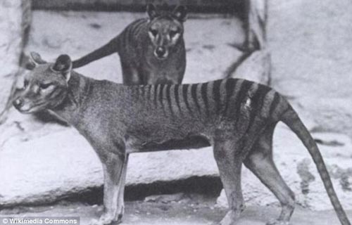 曾经生活在澳大利亚、塔斯马尼亚岛和新几内亚的袋狼于上世纪60年代灭绝消失