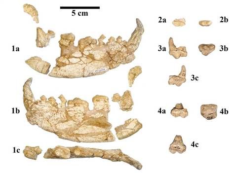 在西班牙发现的已知最古老大熊猫祖先的颚骨和牙齿化石