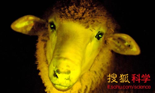 9只夜光绵羊于2012年10月诞生