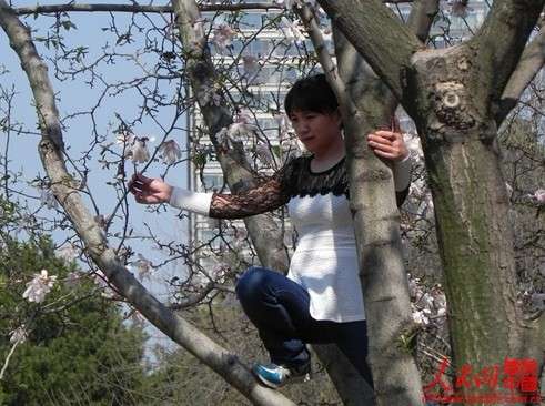 大连市劳动公园内，樱花盛开，一位女士为了拍照，竟然爬到了樱花树上。