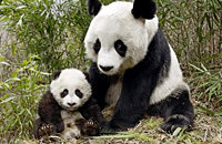 专家揭秘大熊猫人工授精过程(图)