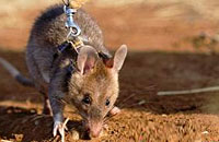 我如何教老鼠探测地雷