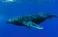 座头鲸擅长学习交流 能彼此间传播新捕食策略